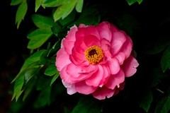 忆春花——牡丹