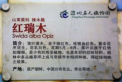 2153【不老松：纪实摄影】柔枝红瑞木花与果！