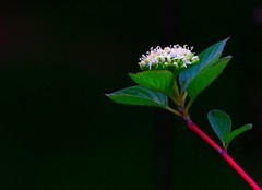 2153【不老松：纪实摄影】柔枝红瑞木花与果！