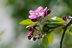 西府海棠（六）