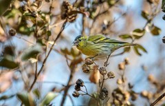 鸟中仙子---黑翅长脚鹬（二十七）