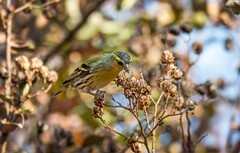 鸟中仙子---黑翅长脚鹬（二十七）