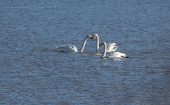 天鹅来了（十二）