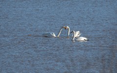 天鹅来了（十二）