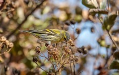 小黄雀（四十四）