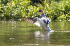 中华秋沙鸭（67）