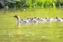 中华秋沙鸭（67）