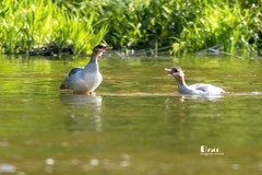 中华秋沙鸭（67）