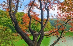 [26011] 白云山的红叶