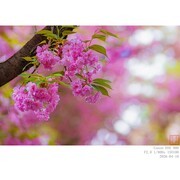 260410 樱花（局部）