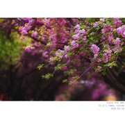 260410 樱花（局部）