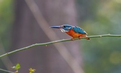 小翠鸟（五十一）