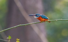 小翠鸟（五十一）