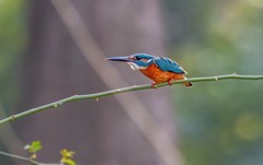 小翠鸟（五十一）