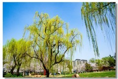 樱花绽放（五）