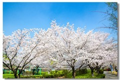 樱花绽放（五）