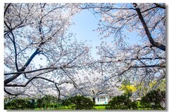 樱花绽放（五）