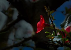 橘子洲拍海棠花 3