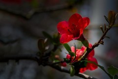 橘子洲拍海棠花 3