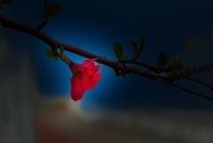 橘子洲拍海棠花 3