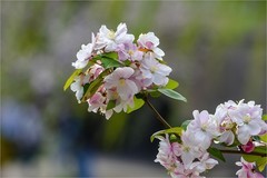 2026年第0250贴 - 元大都海棠花溪（0415）