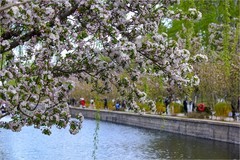 2026年第0250贴 - 元大都海棠花溪（0415）