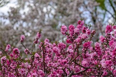 2026年第0250贴 - 元大都海棠花溪（0415）