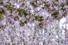 2026年第0251贴 - 元大都海棠花溪（0415）