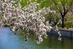 2026年第0251贴 - 元大都海棠花溪（0415）