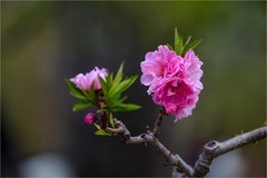 2026年第0251贴 - 元大都海棠花溪（0415）