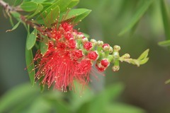 拍摄花卉一（1137）