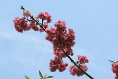 拍摄花卉一（1138）