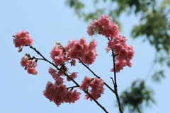 拍摄花卉一（1138）