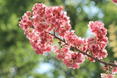 拍摄花卉一（1138）