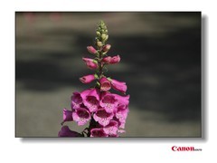 佳能135焦距拍的花