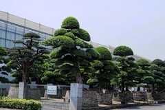 羅漢松（一）