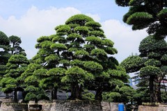 羅漢松（一）