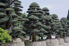 羅漢松（一）