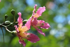 拍摄花卉一（844）