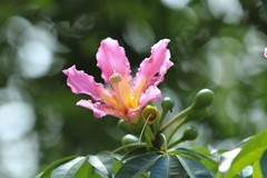 拍摄花卉一（844）