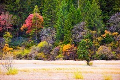 外出随拍（784）.