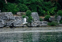 随拍——明湖夜鹭