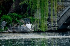 随拍——明湖夜鹭