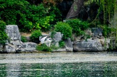 随拍——明湖夜鹭