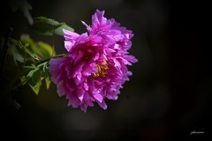 国色天香（2026）