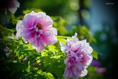 国色天香（2026）