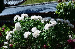 2026牡丹（56）
