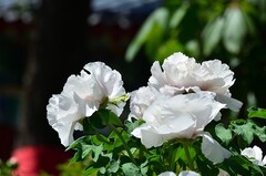 2026牡丹（56）
