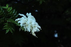 珍珠梅   上