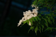 珍珠梅   上